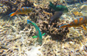 Koh Tao and Nang Yuan Inclusive 3 Days 2 Nights
