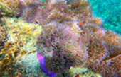 Koh Tao and Nang Yuan Inclusive 3 Days 2 Nights