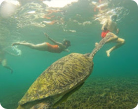 Turtle Trace – Special Day Trip on Koh Tao Turtle Trace – Special Day Trip on Koh Tao