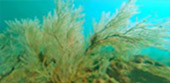 Coral and Lotus 3 Days 2 Nights Trang Pattalung