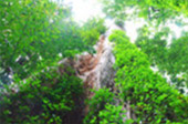 Koh Yao Noi, Package 3 Days 2 Nights